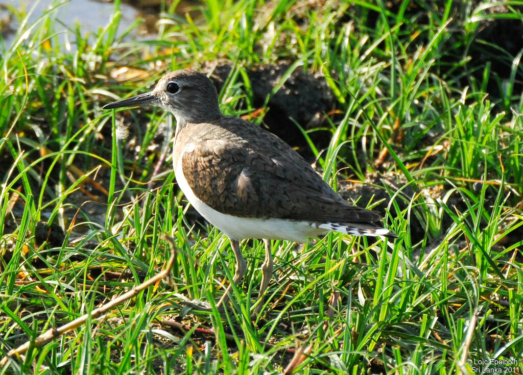 Common Sandpiper