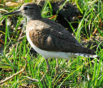 Common Sandpiper