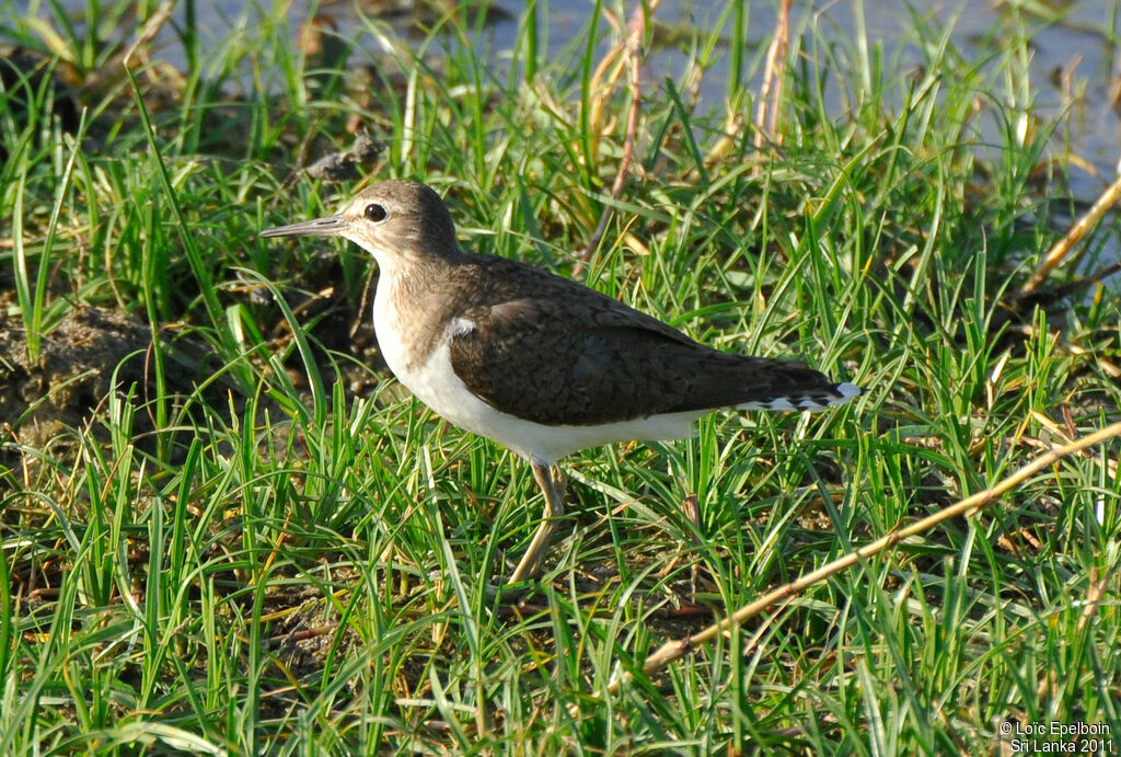 Common Sandpiper