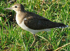 Common Sandpiper