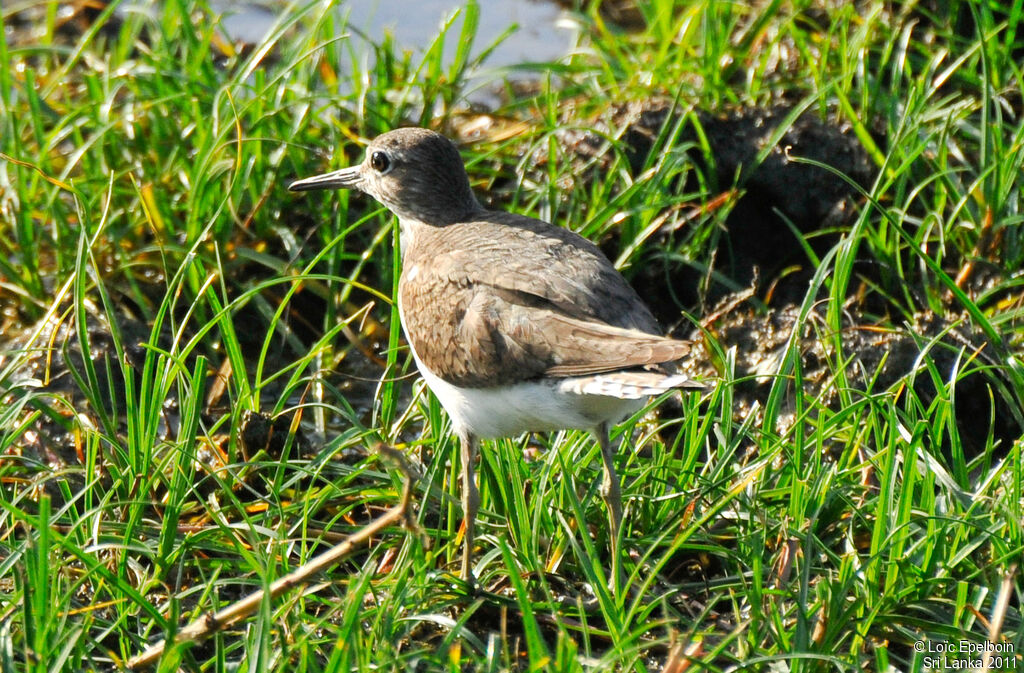 Common Sandpiper