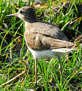 Common Sandpiper