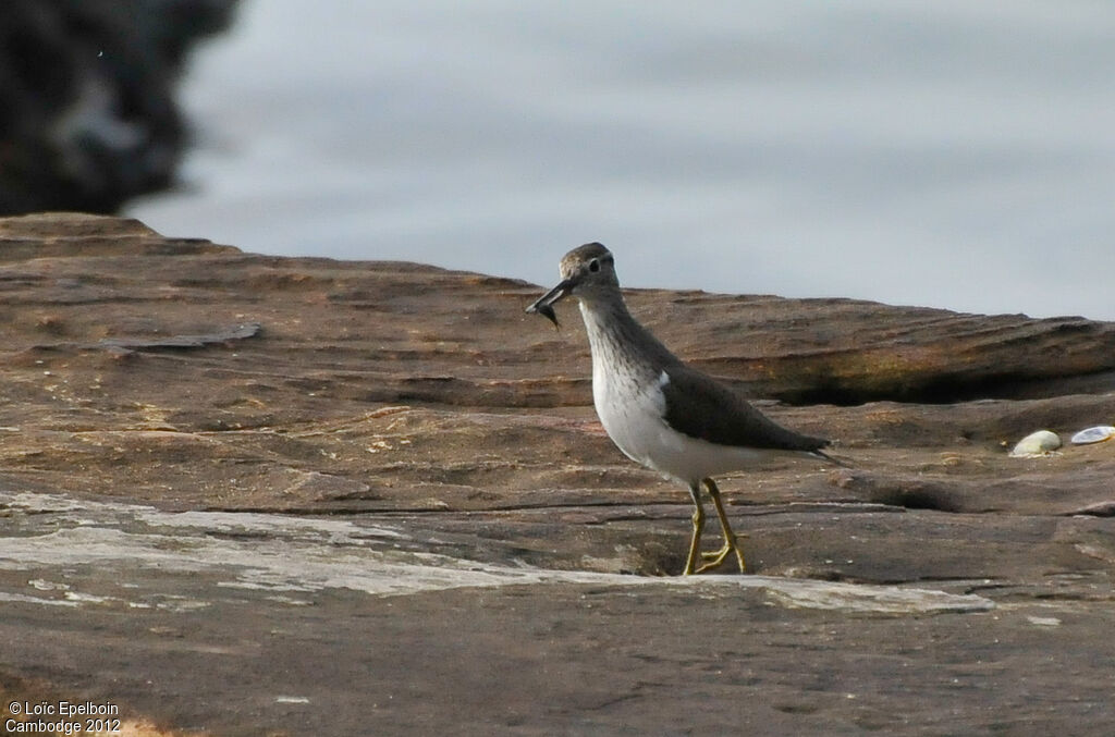 Common Sandpiper