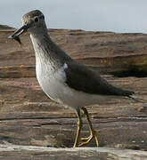 Common Sandpiper