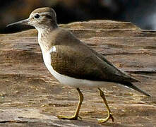 Common Sandpiper