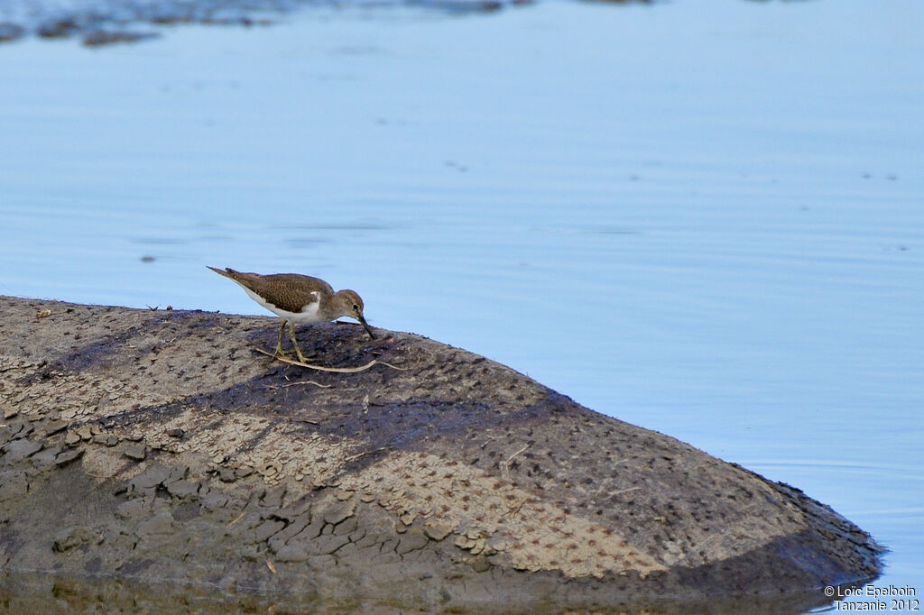 Common Sandpiper