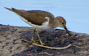 Common Sandpiper