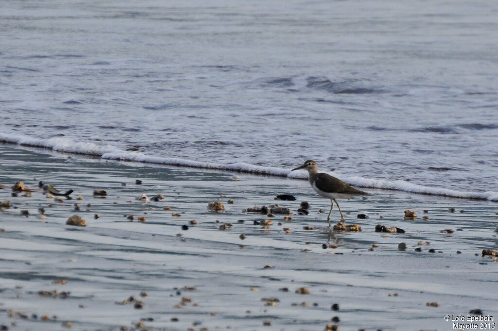 Common Sandpiper