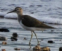 Common Sandpiper