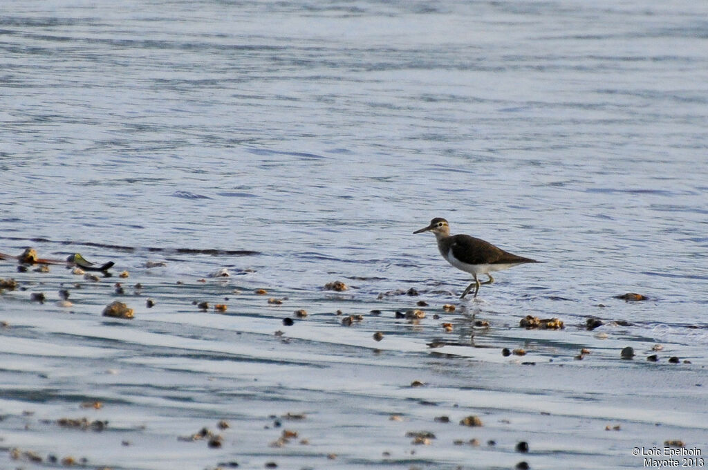 Common Sandpiper