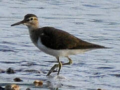 Common Sandpiper