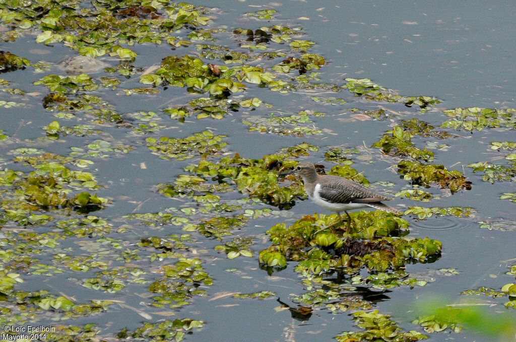 Common Sandpiper