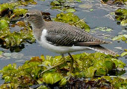 Common Sandpiper