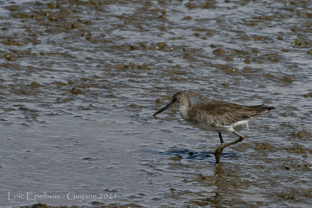 Willet