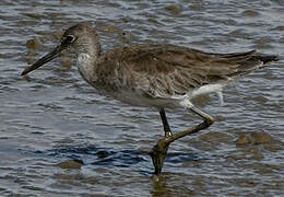 Willet