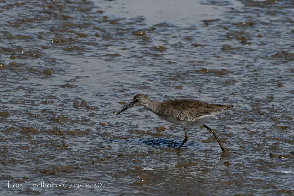 Willet