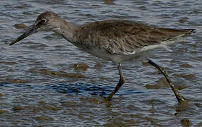 Willet