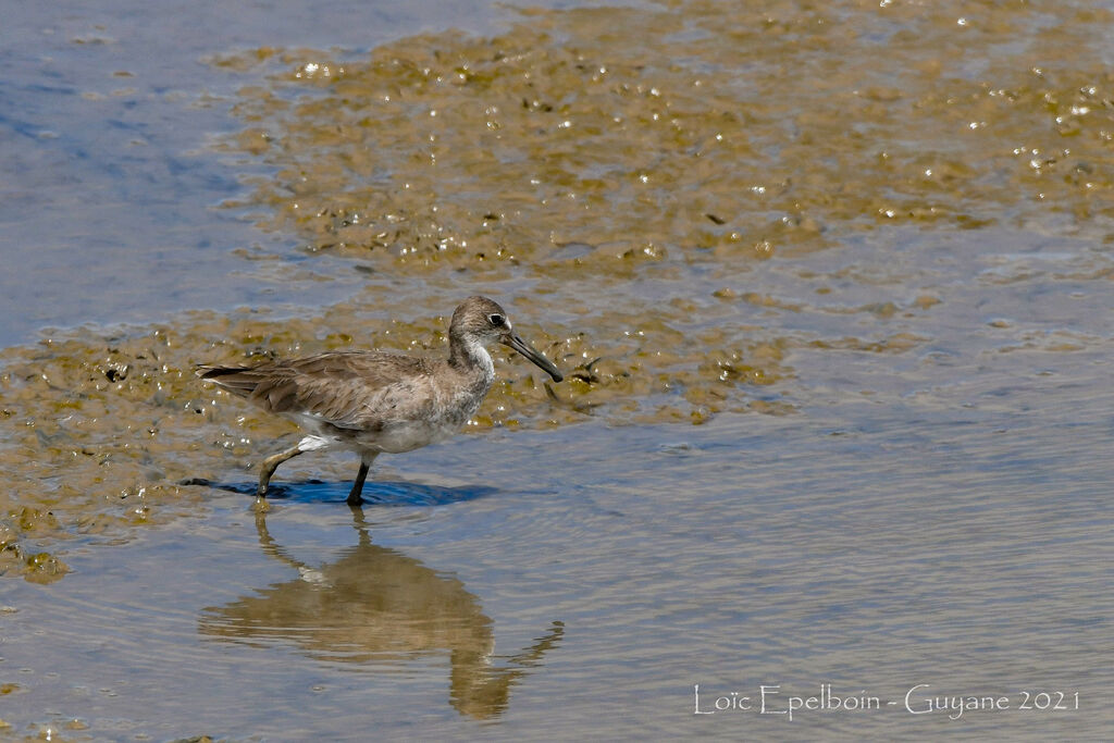 Willet