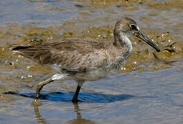 Willet