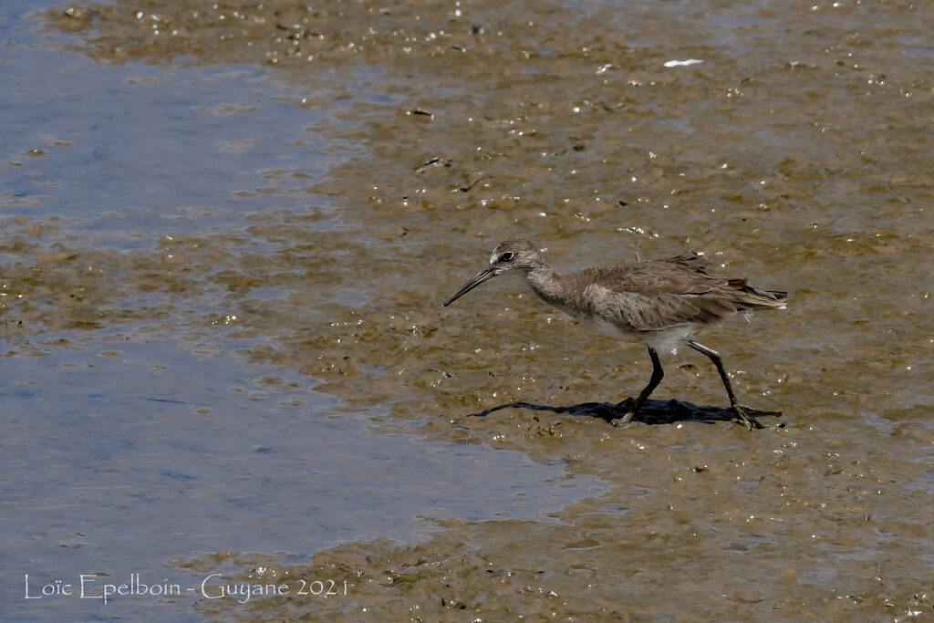 Willet