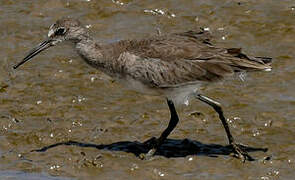 Willet