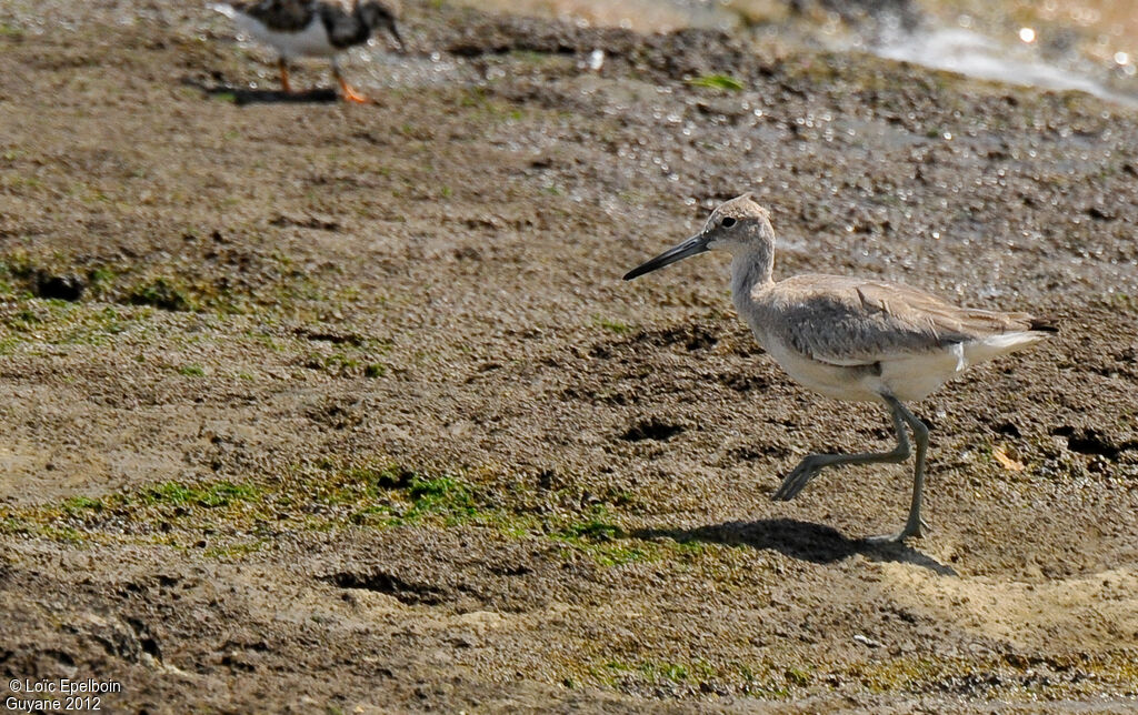 Willet