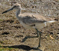 Willet