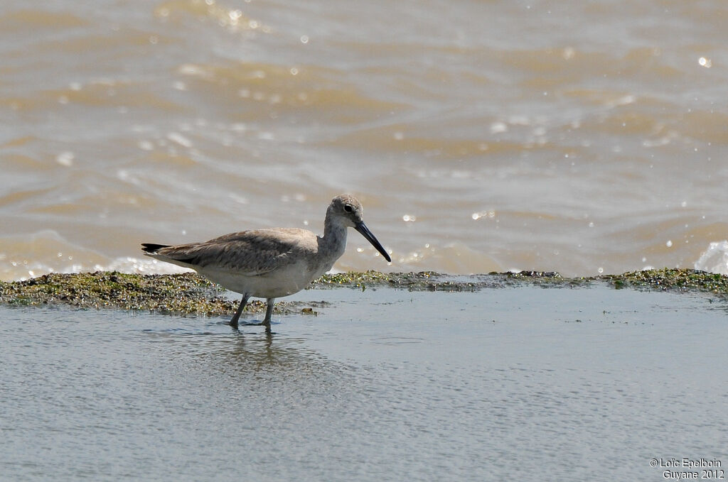 Willet