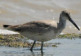 Willet