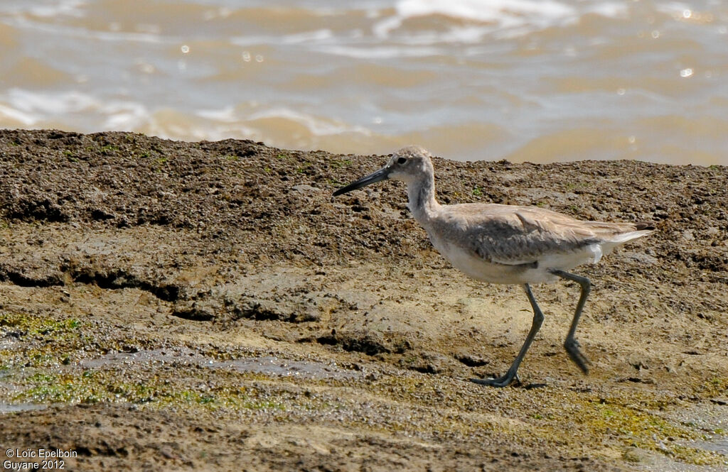 Willet