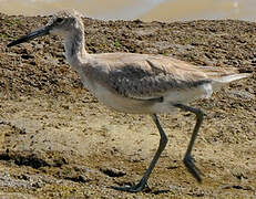 Willet