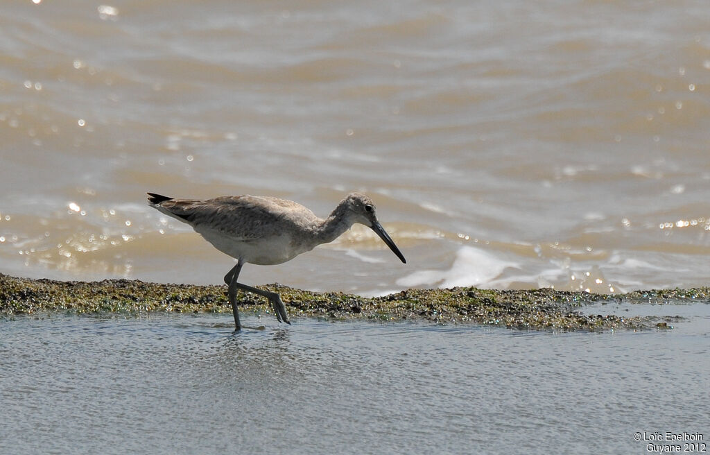 Willet