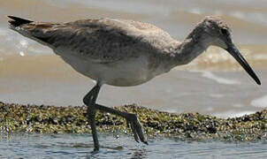 Willet