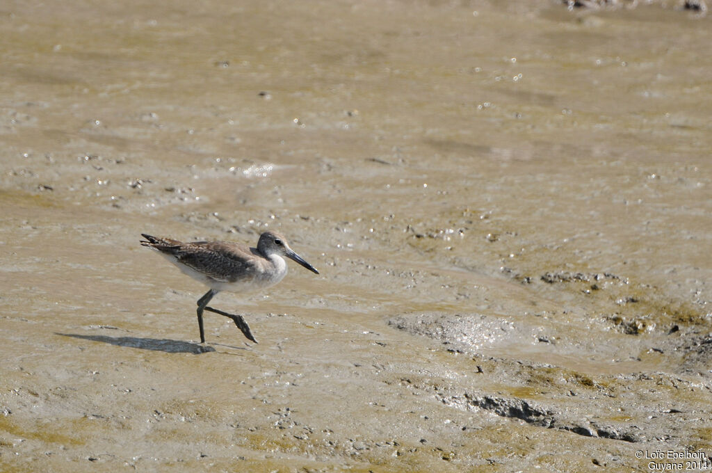 Willet