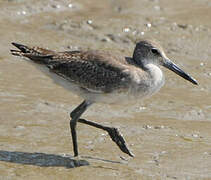 Willet