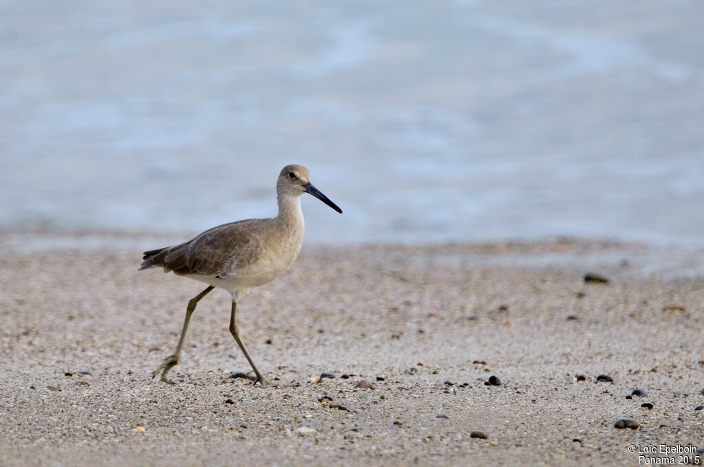 Willet