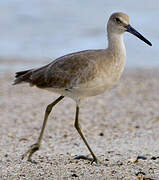 Willet