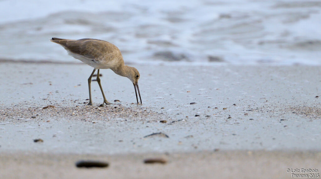 Willet