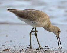 Willet