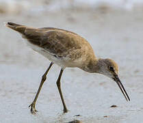 Willet