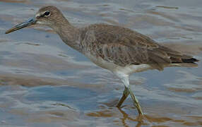 Willet