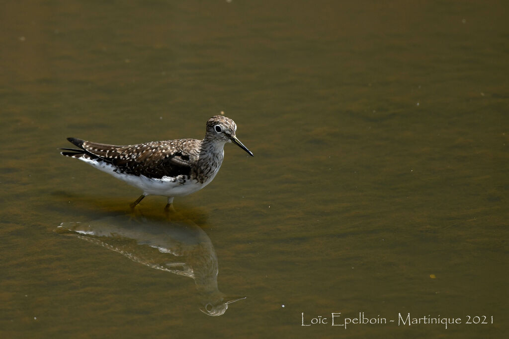 Solitary Sandpiper