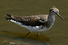 Solitary Sandpiper