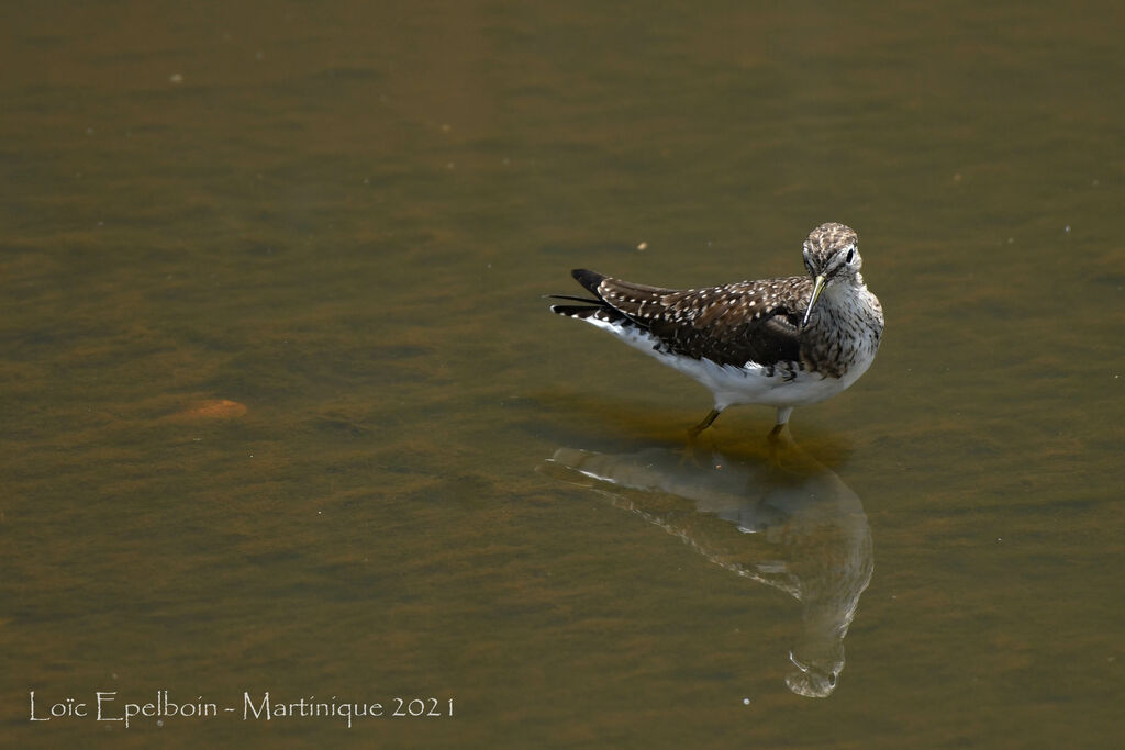 Solitary Sandpiper