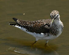 Solitary Sandpiper