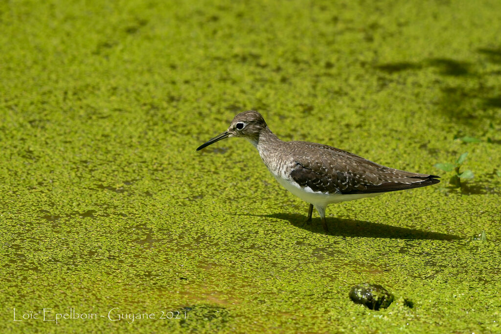 Solitary Sandpiper