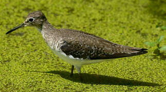 Solitary Sandpiper