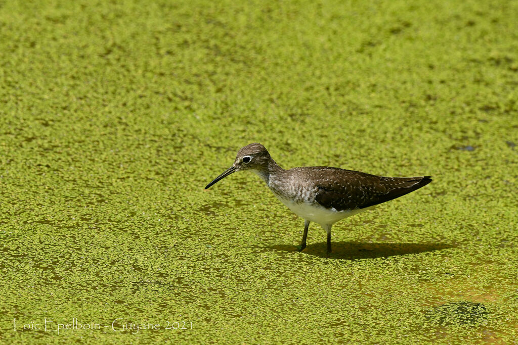 Solitary Sandpiper