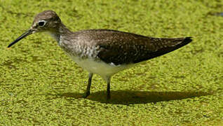 Solitary Sandpiper