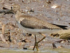 Solitary Sandpiper